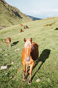 photo of brown horse on green grass field thumbnail