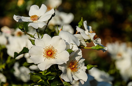 white petaled flowers in daytime thumbnail