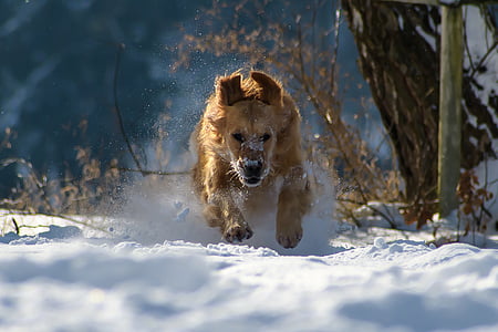 adult golden retriever running on the snowy field thumbnail