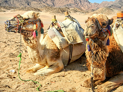 two camel lying on ground thumbnail