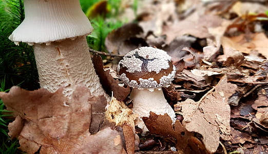 brown mushroom thumbnail