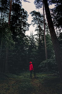 man wearing red hooded jacket staring at tall tree thumbnail
