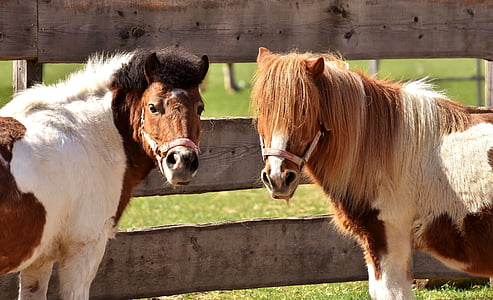 two brown-and-white ponies near wooden fence thumbnail