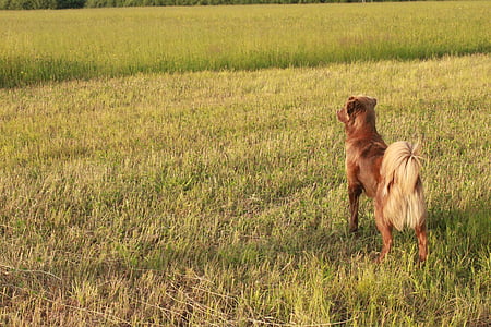 long-coated tan dog on grass field thumbnail