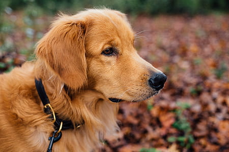 adult golden retriever on dry leaves during daytime thumbnail