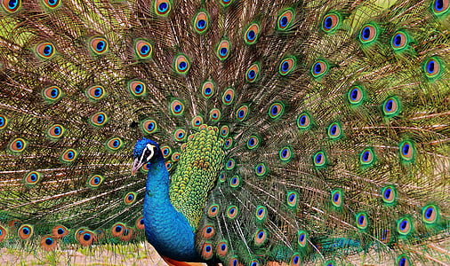 peafowl thumbnail