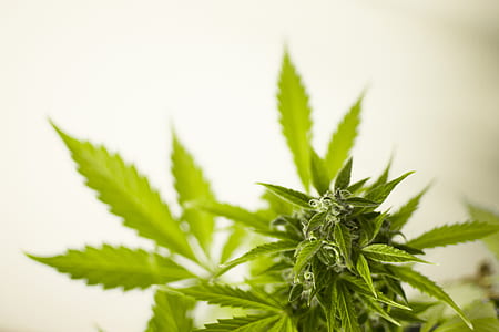selective focus photo of green cannabis leaves thumbnail