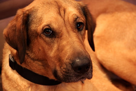 selective focus photography of short-coated tan dog thumbnail