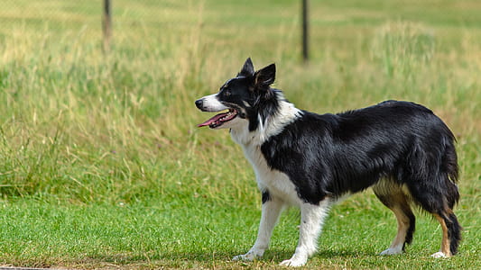 standing adult black and white border collie over green grass near posts thumbnail