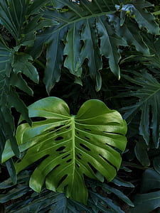 photography of green leafed plants at daytime thumbnail