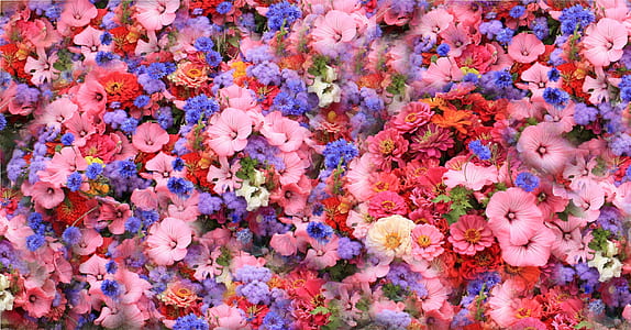 red, pink, and purple flowers thumbnail