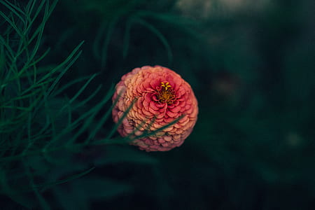 tilt-shift photography of pink flowers thumbnail