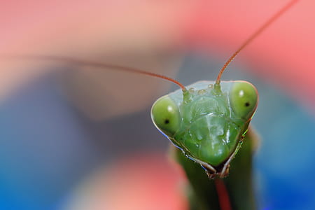 shallow focus photography of green insect thumbnail