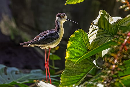 bird standing beside green plant thumbnail
