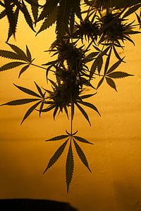 cannabis plant closeup photography thumbnail
