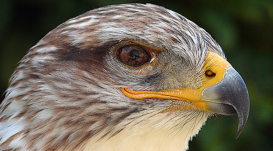 bald eagle thumbnail