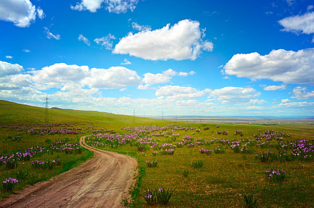 dirt road surrounded by grass field with flowers under cloudy sky during daytime thumbnail