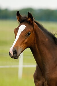 brown horse thumbnail