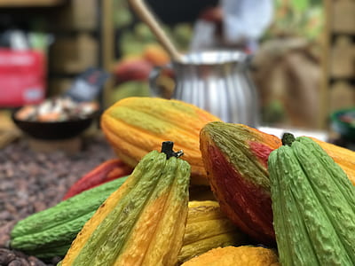 closeup photo of yellow, green, and red cocoa fruits thumbnail