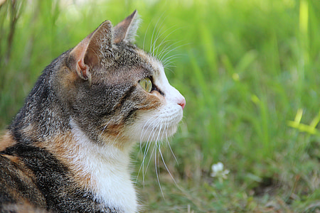 short-fur gray and white cat looking sideways at daytime thumbnail
