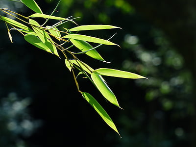 selective focus of leaves thumbnail