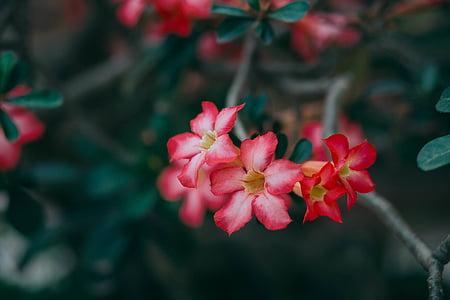 close-up photography of pink petaled flower thumbnail