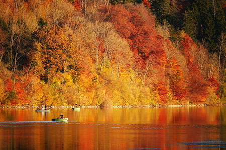 person in boat near yellow trees thumbnail