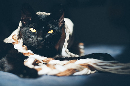 closeup photo of black cat covered with cloth thumbnail