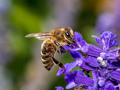 close-up photo of honey bee perched on purple flower thumbnail
