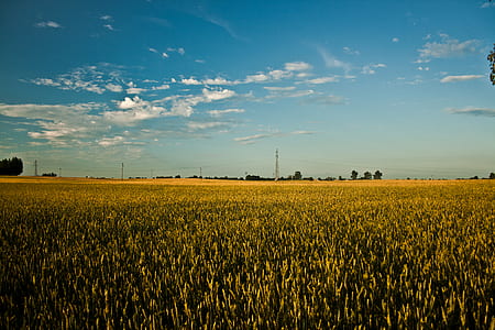 Big field of grain thumbnail