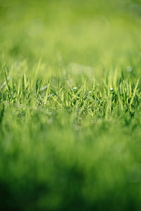 tilt photography of green grass thumbnail