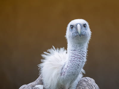 selective focus photo of bird thumbnail