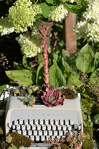 white typewriter machine and plants thumbnail