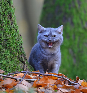 gray cat on brown leaves thumbnail