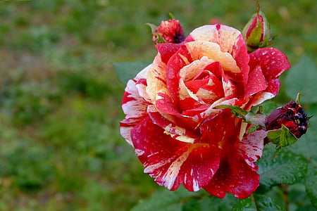 red-and-white rose flower macro photography thumbnail