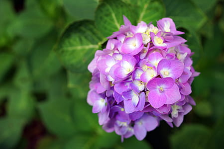 Selective Focus Photography of Purple Hydrangea Flower thumbnail