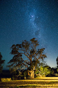 tree on grass field under night sky thumbnail