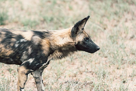 dog stand on grass field at daytime thumbnail