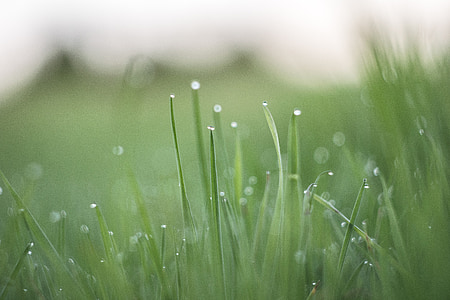 green tilt shift photography thumbnail