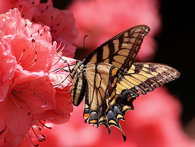 Eastern tiger swallowtail butterfly thumbnail