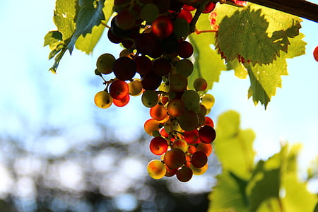 unpicked grape fruit thumbnail