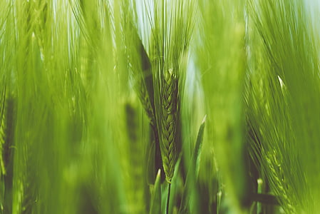green wheat selective focus photography thumbnail