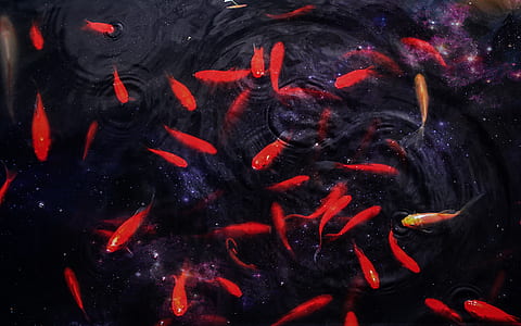 photography of school of fish thumbnail