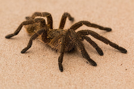 black and brown tarantula on ground thumbnail
