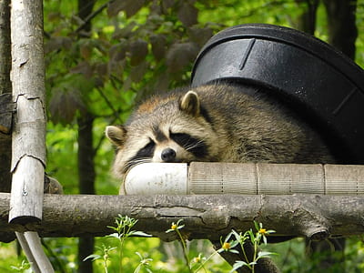 raccoon laying on tren branch thumbnail