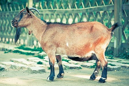 Brown and Black Goat With Horn Standing Near Fence thumbnail