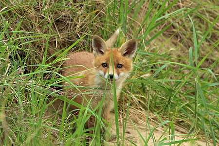 fox surrounded by green grass thumbnail