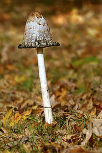 shallow focus photography of gray mushroom thumbnail