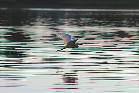 white bird flying near the water thumbnail