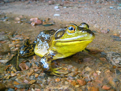 close-up photography of green and yellow frog during daytime thumbnail